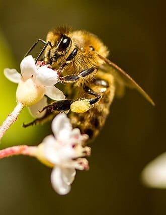 Abejas en flores — polinización